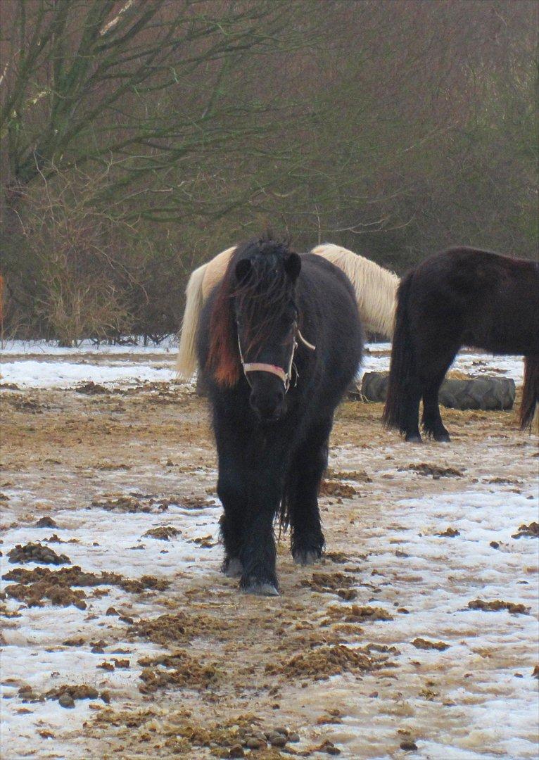 Fell pony Michaks Jaguar  billede 11