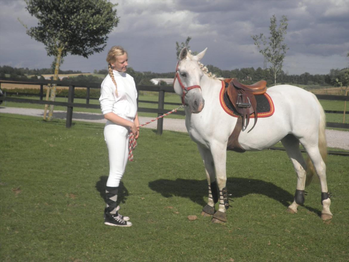 Anden særlig race lady pop *prinsessen* - til stævne foto: lillesøster billede 16