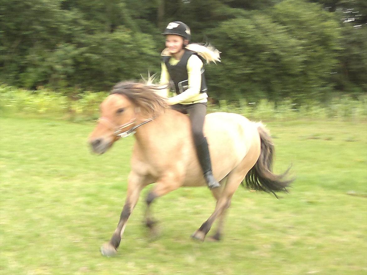 Anden særlig race Tulle billede 19