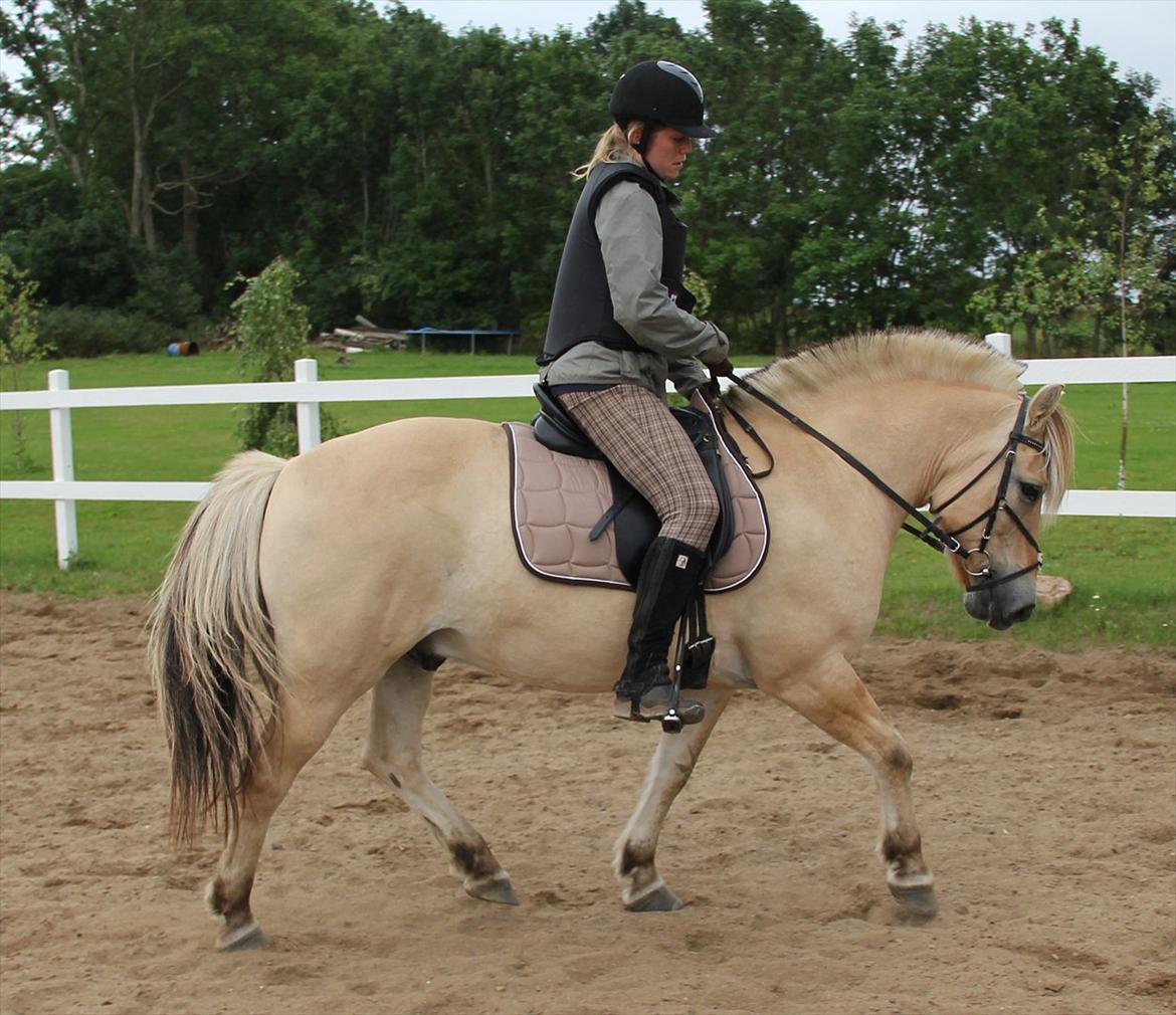 Fjordhest Felix - Min lille dressurpony - sikke en stjerne :D billede 17