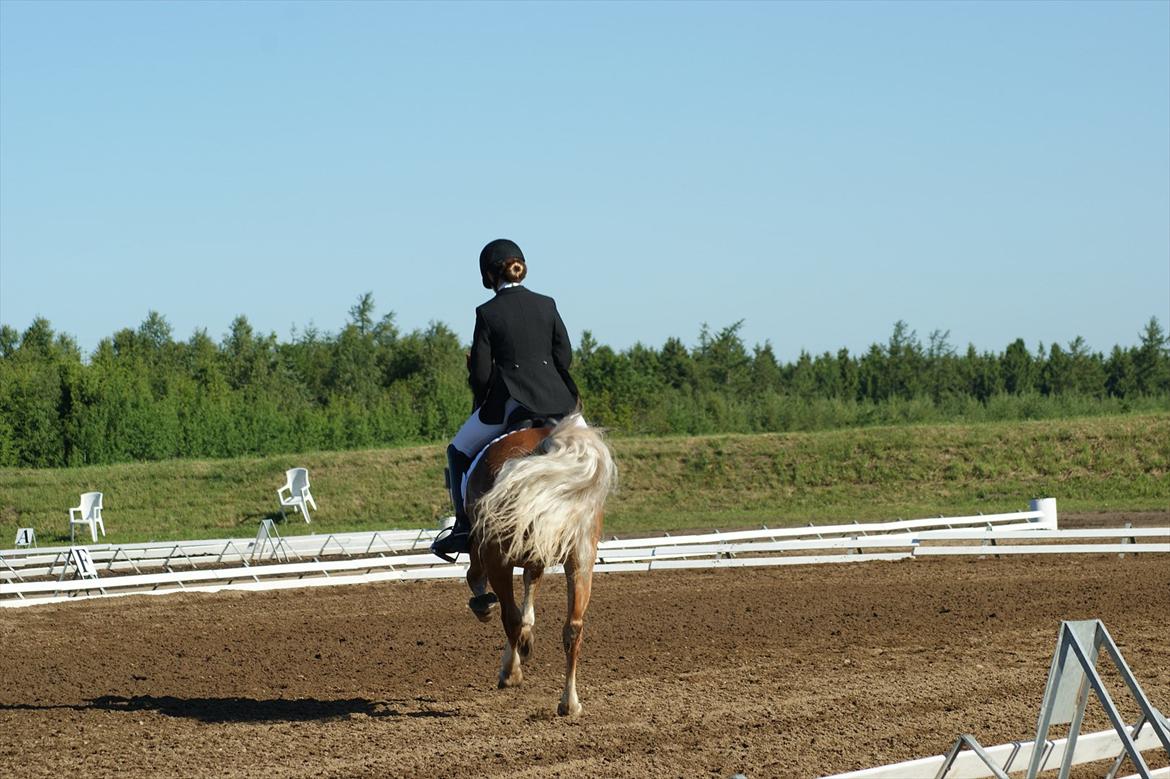 Anden særlig race Bohemo Bogie billede 11