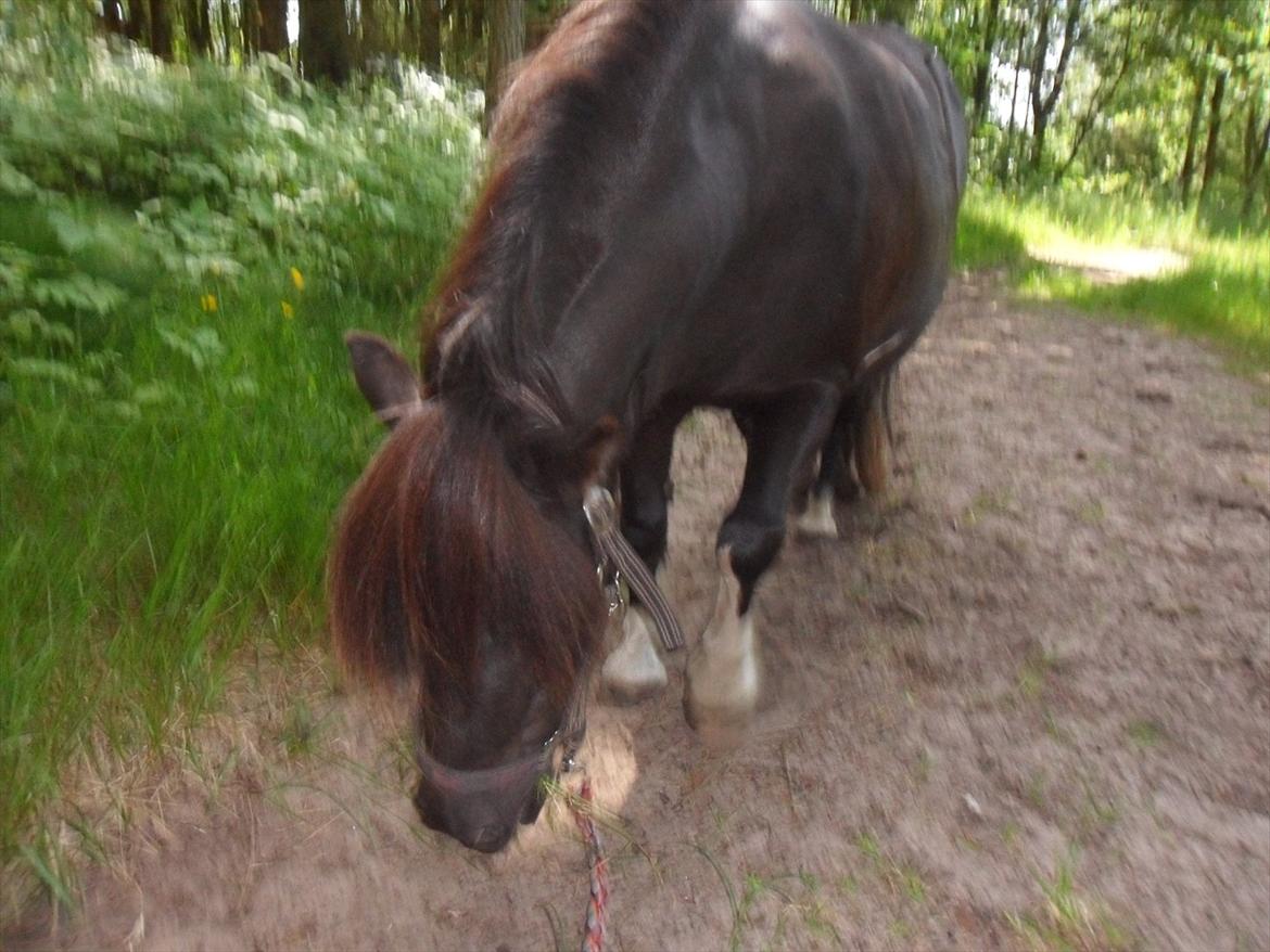 Shetlænder sararbi(biss) billede 6