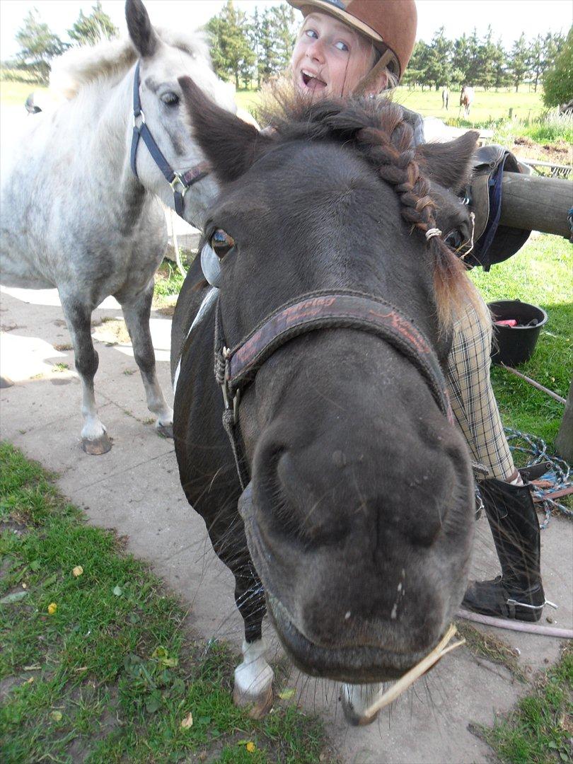 Shetlænder sararbi(biss) - nær billede af biss billede 7