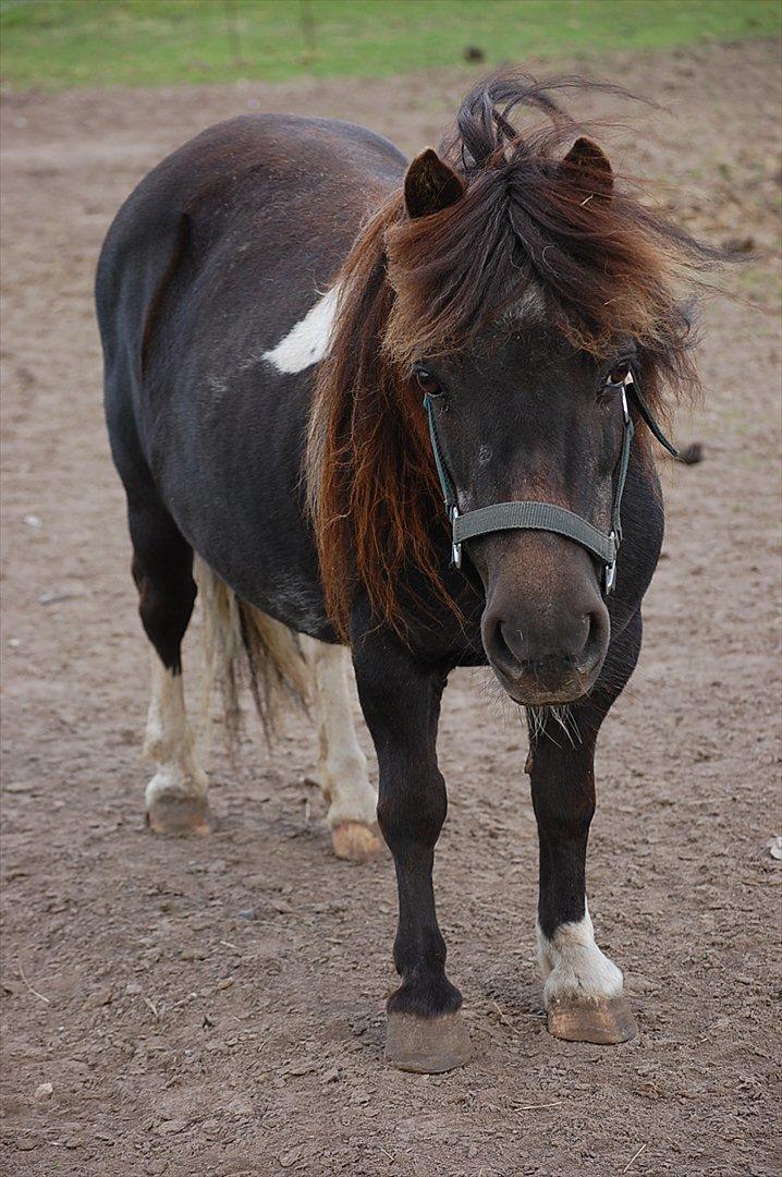 Anden særlig race Lotte - Lotte den 16. august 2011! Her har vi været på slankekur i 2 måneder ca! billede 1