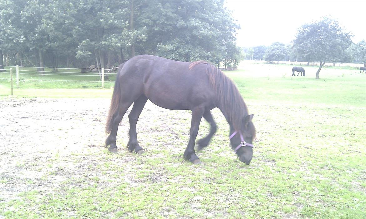 Fell pony Møllegårdens B. Princess billede 11