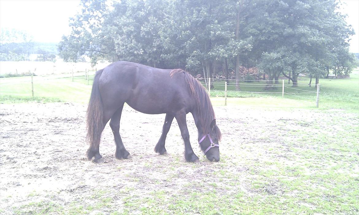 Fell pony Møllegårdens B. Princess billede 12