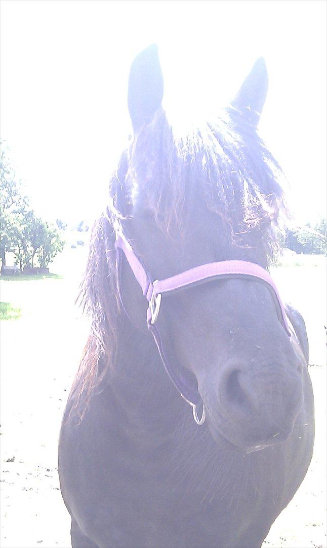 Fell pony Hedwich vh Westerkwartier billede 12