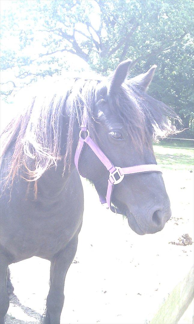 Fell pony Hedwich vh Westerkwartier billede 13