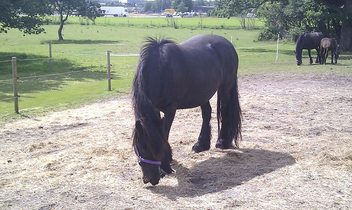 Fell pony Hedwich vh Westerkwartier billede 14