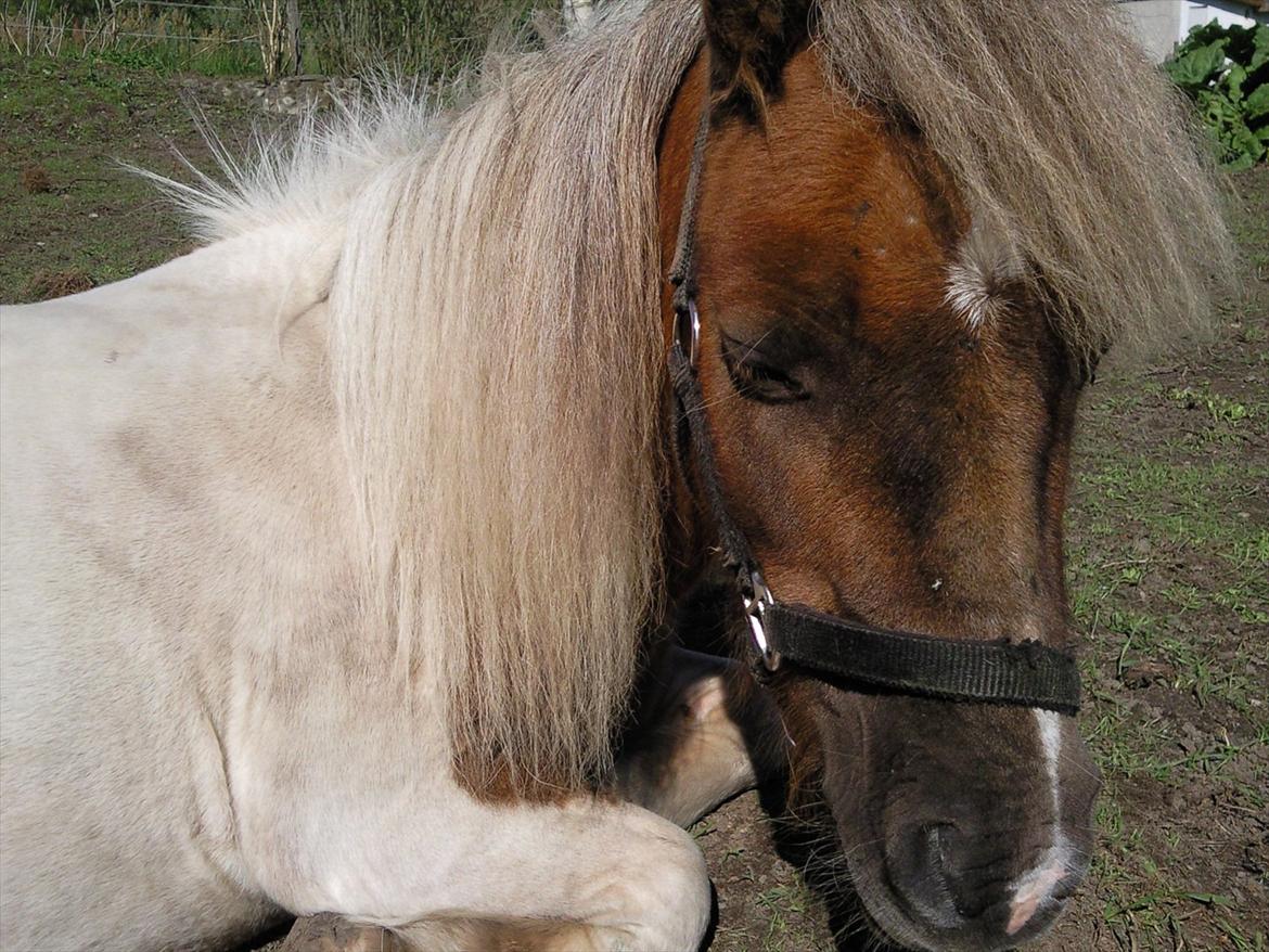 Shetlænder billy boy, my heart i:'<3 billede 9