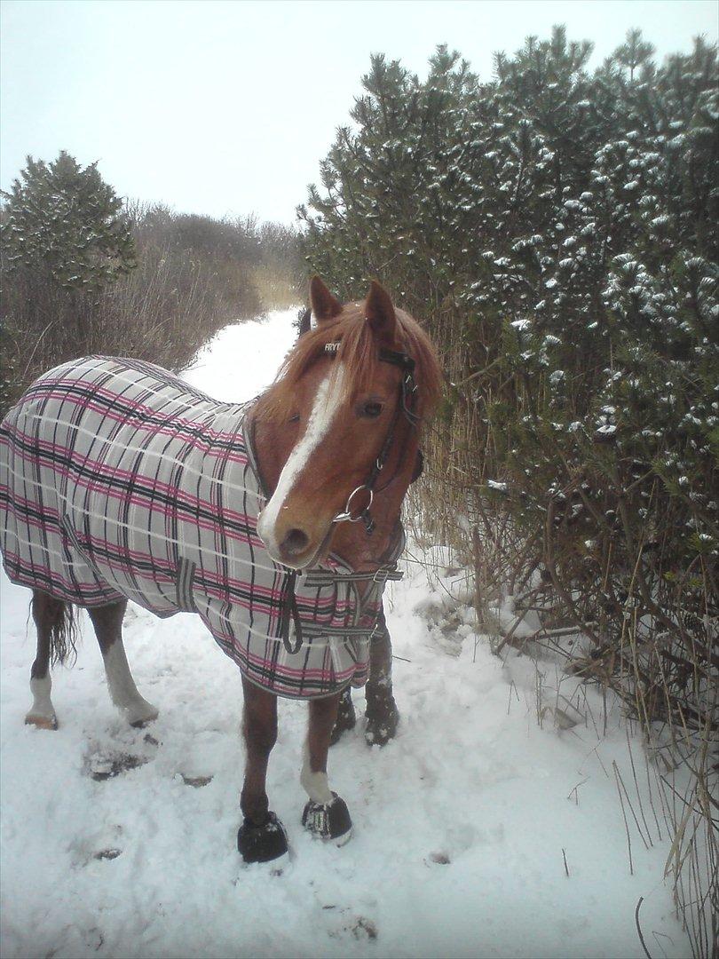 Anden særlig race Fryd *STJERNEPONYEN* - Hyggelig tur i sneen på den (S)kønne pony:-**
 billede 5