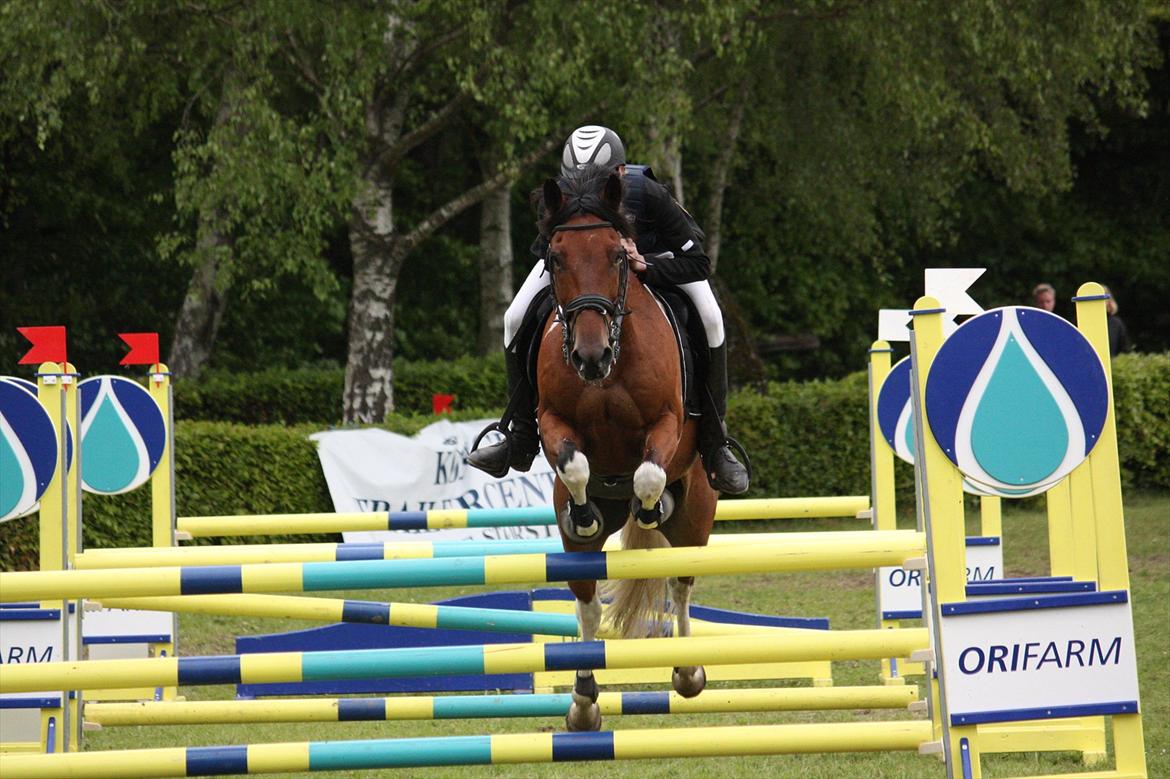 Anden særlig race Picasso  - Pony og Benjamin billede 16