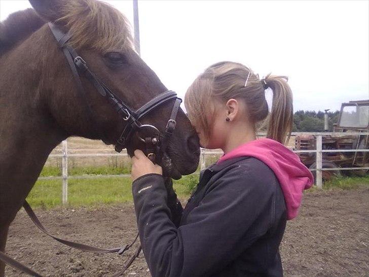 Hollandsk Sportspony KING<3 billede 2