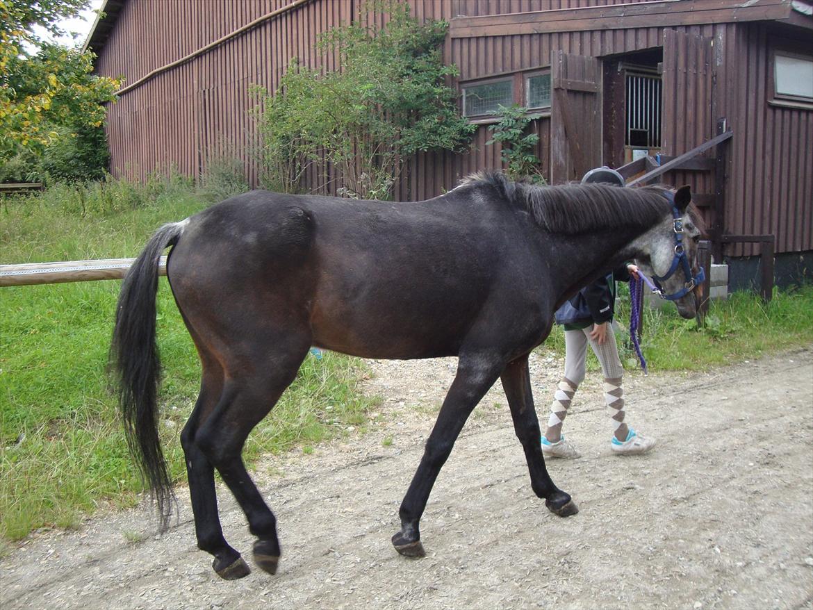 Anden særlig race "Freddie" Den Elskede<3 (Part) R.I.P billede 11