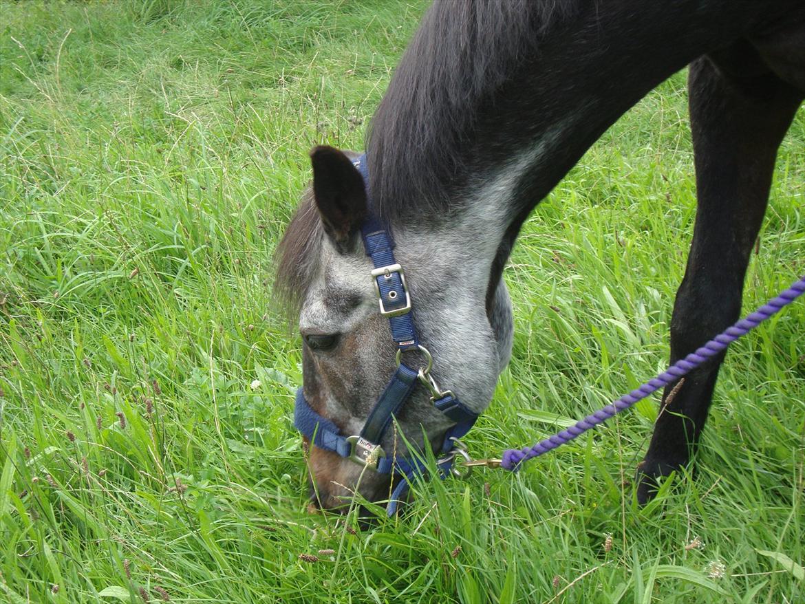 Anden særlig race "Freddie" Den Elskede<3 (Part) R.I.P billede 14
