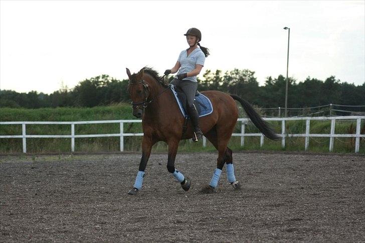 Anden særlig race Ibsalon billede 1