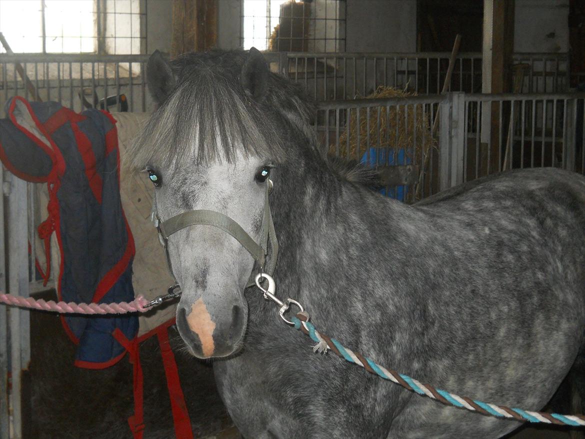 Welsh Pony af Cob-type (sec C) ¤Oliver¤.. - Jeg var idag ude på besøg ved Oliver :) billede 19