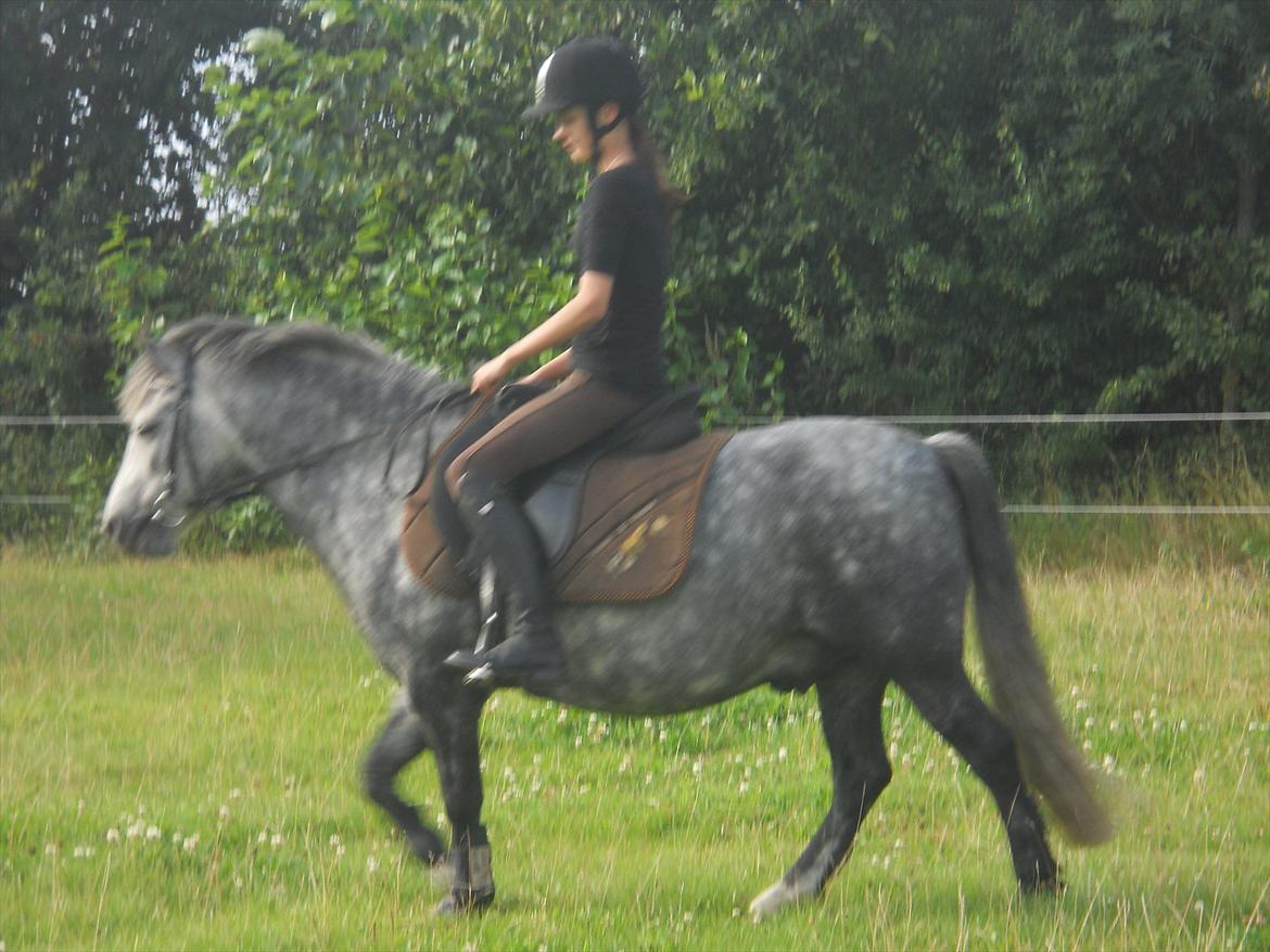 Welsh Pony af Cob-type (sec C) ¤Oliver¤.. billede 20