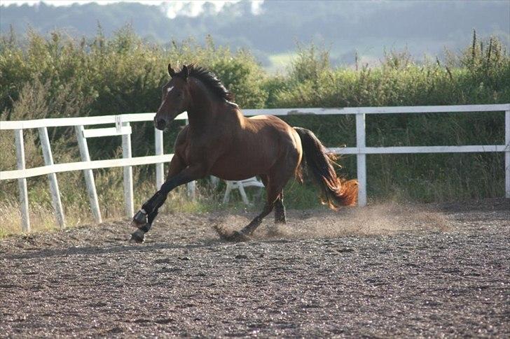 Dansk Varmblod Søgaards Lacoste billede 15