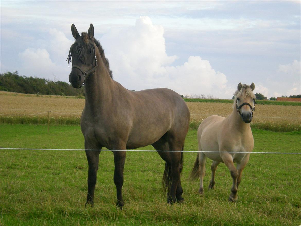 Anden særlig race Jannerupgård's Felix <3 billede 15