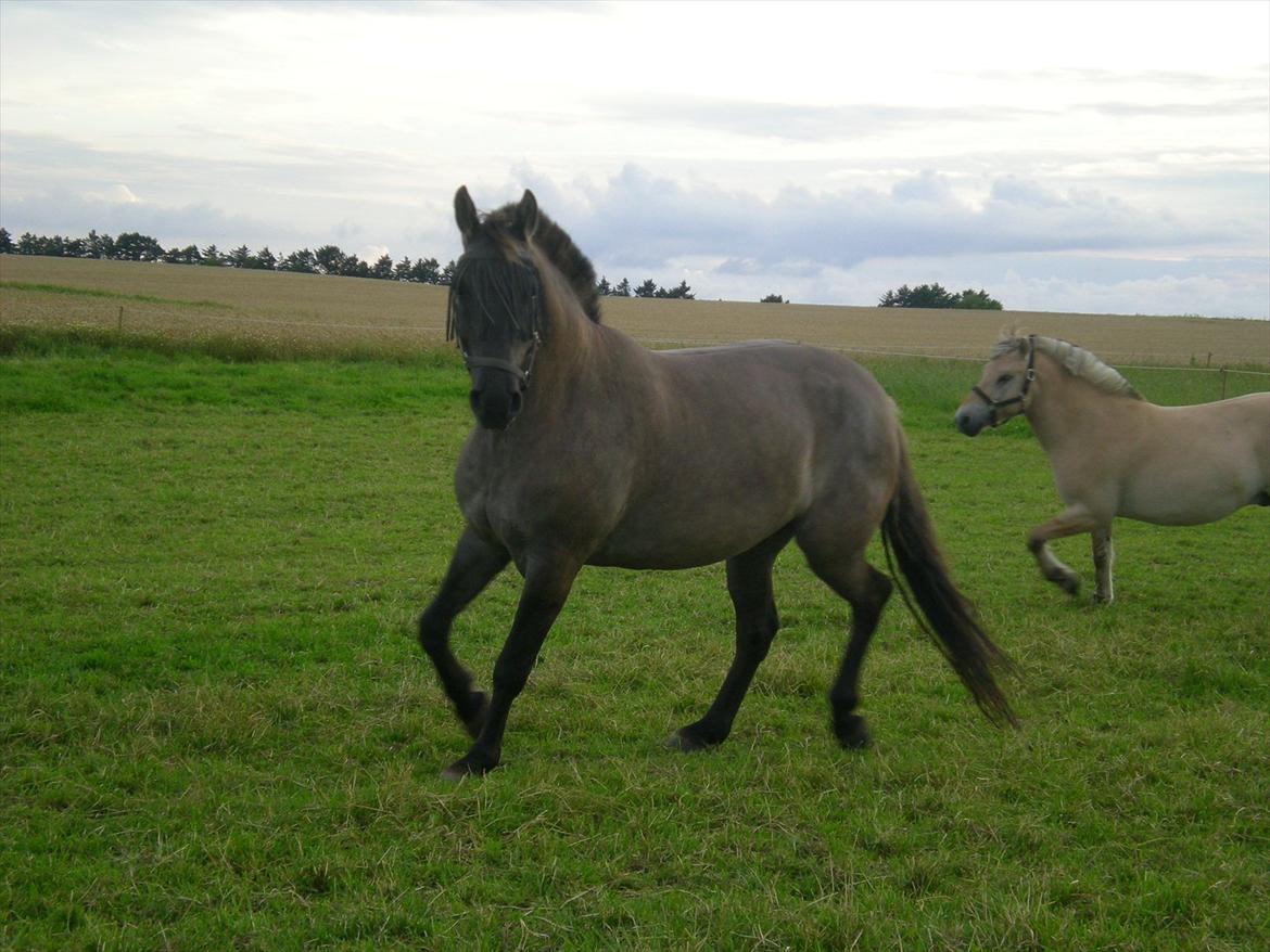 Anden særlig race Jannerupgård's Felix <3 billede 16