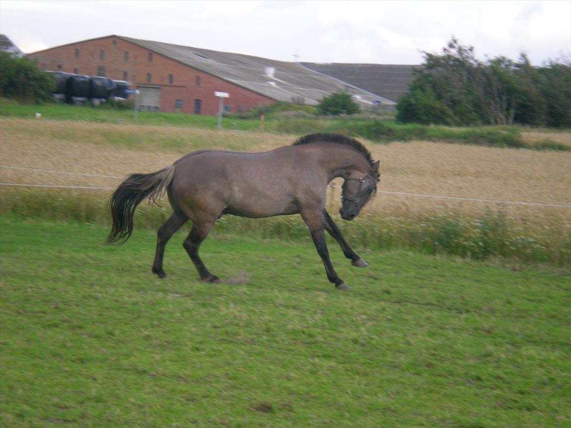 Anden særlig race Jannerupgård's Felix <3 billede 17