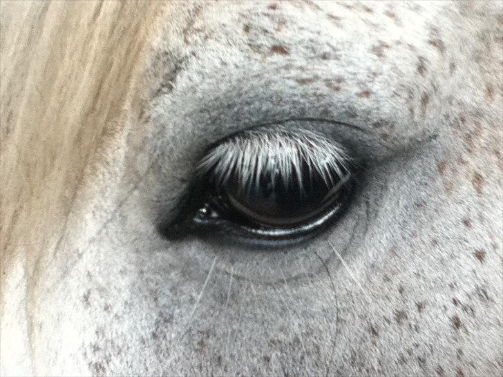 Anden særlig race Juro's L.A. Angel (Musse) billede 4