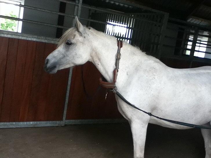 Anden særlig race Juro's L.A. Angel (Musse) billede 2