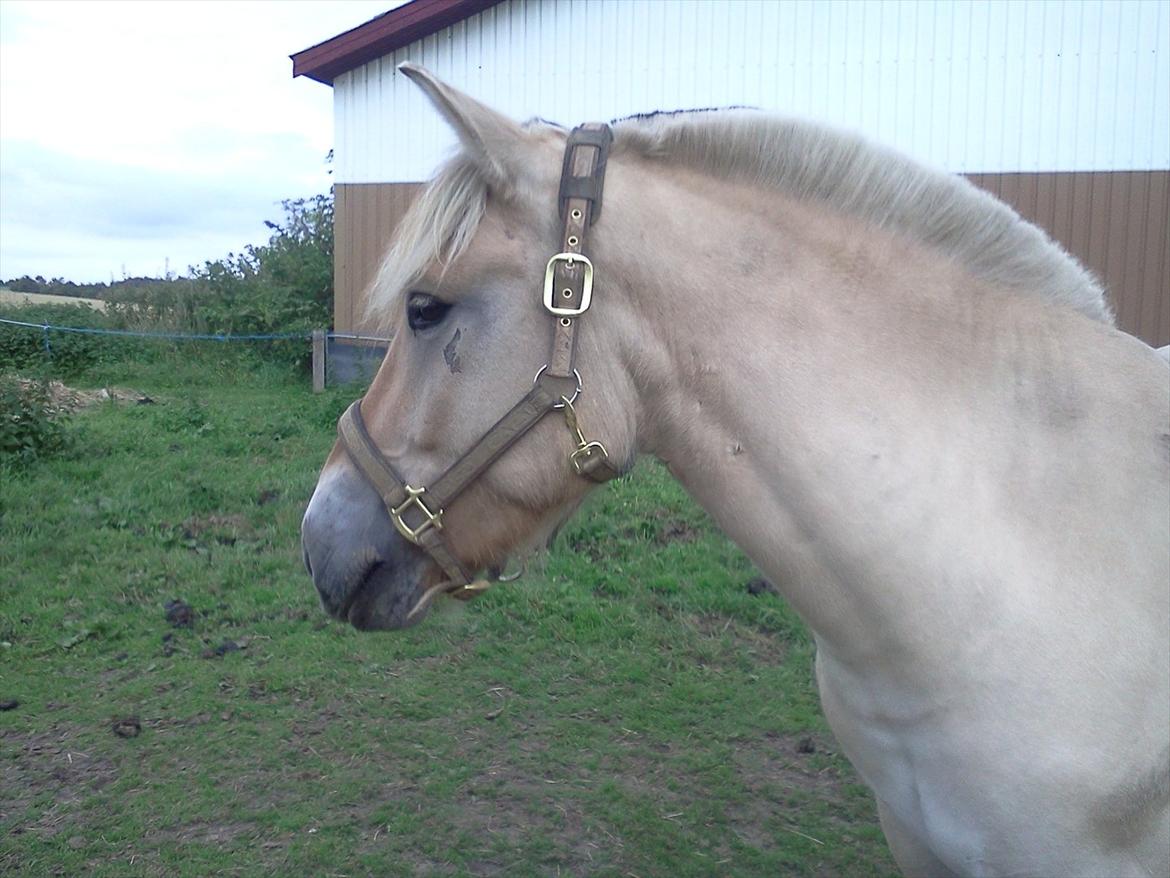 Fjordhest Macur (R.I.P 02-07-2014) - Macur :) billede 12