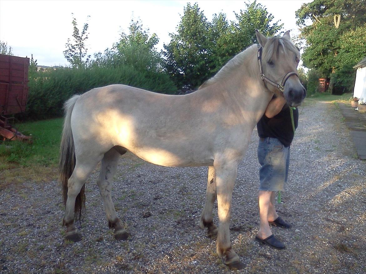 Fjordhest Macur (R.I.P 02-07-2014) - Dagen efter prinsen var kommet hjem :) billede 13