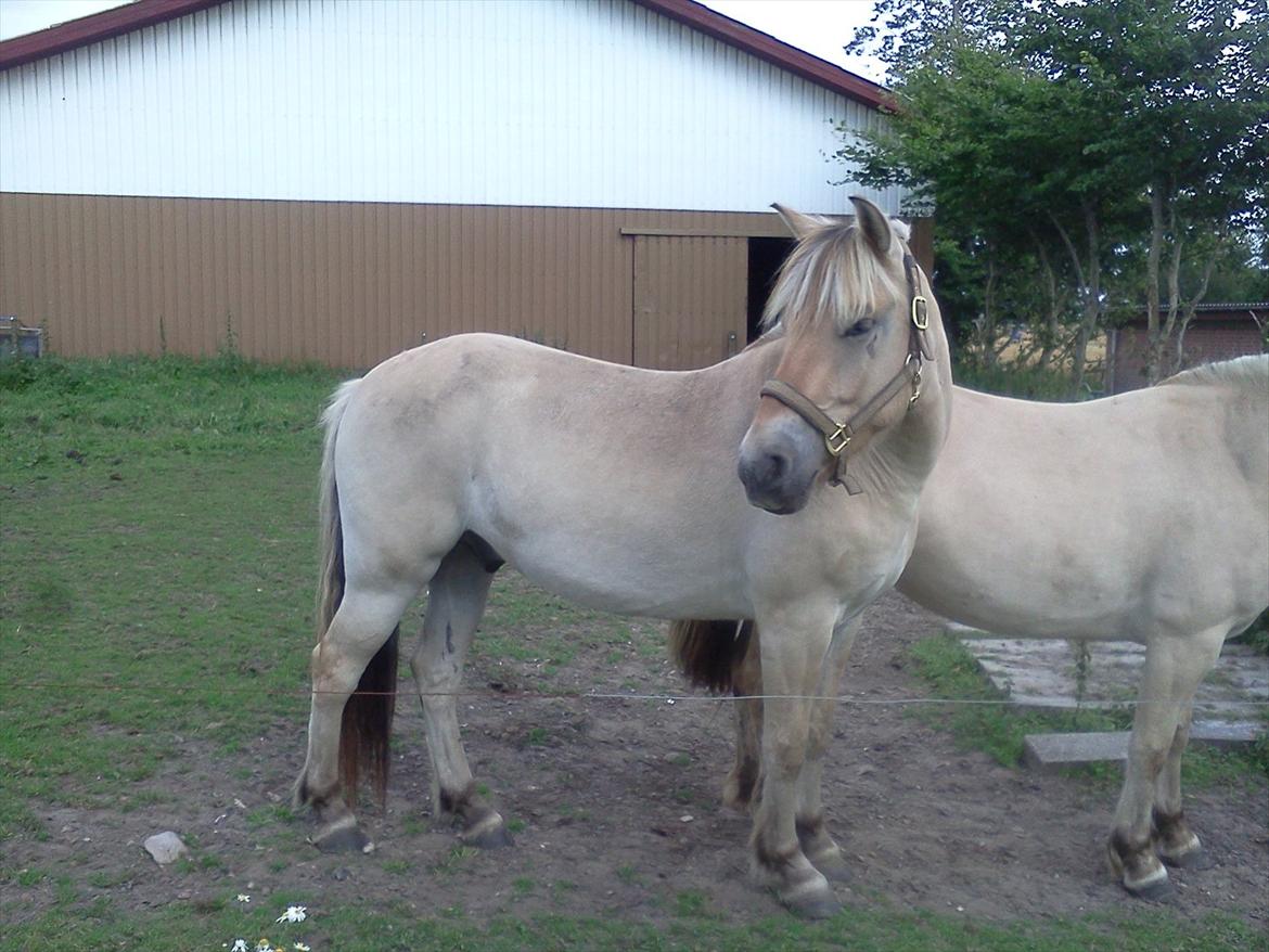 Fjordhest Macur (R.I.P 02-07-2014) - Macur <3 billede 14