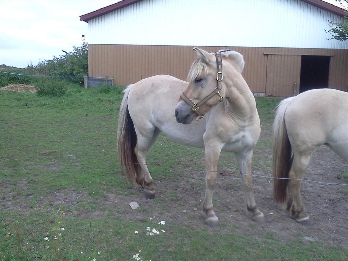 Fjordhest Macur (R.I.P 02-07-2014) - Macur :D <3 billede 15