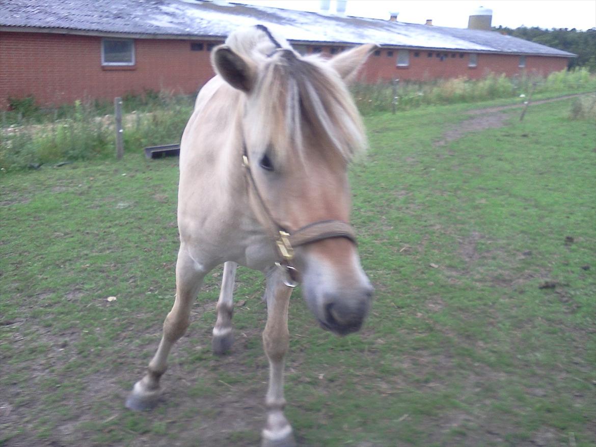 Fjordhest Macur (R.I.P 02-07-2014) - Min dejlige lille hest. Macur du er min til evig tid, du skal ingen steder igen ! billede 16