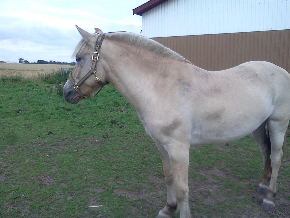 Fjordhest Macur (R.I.P 02-07-2014) - Macur kigger efter de andre, men ville nu hellere være oppe ved mig, han er da dejlig :D billede 17