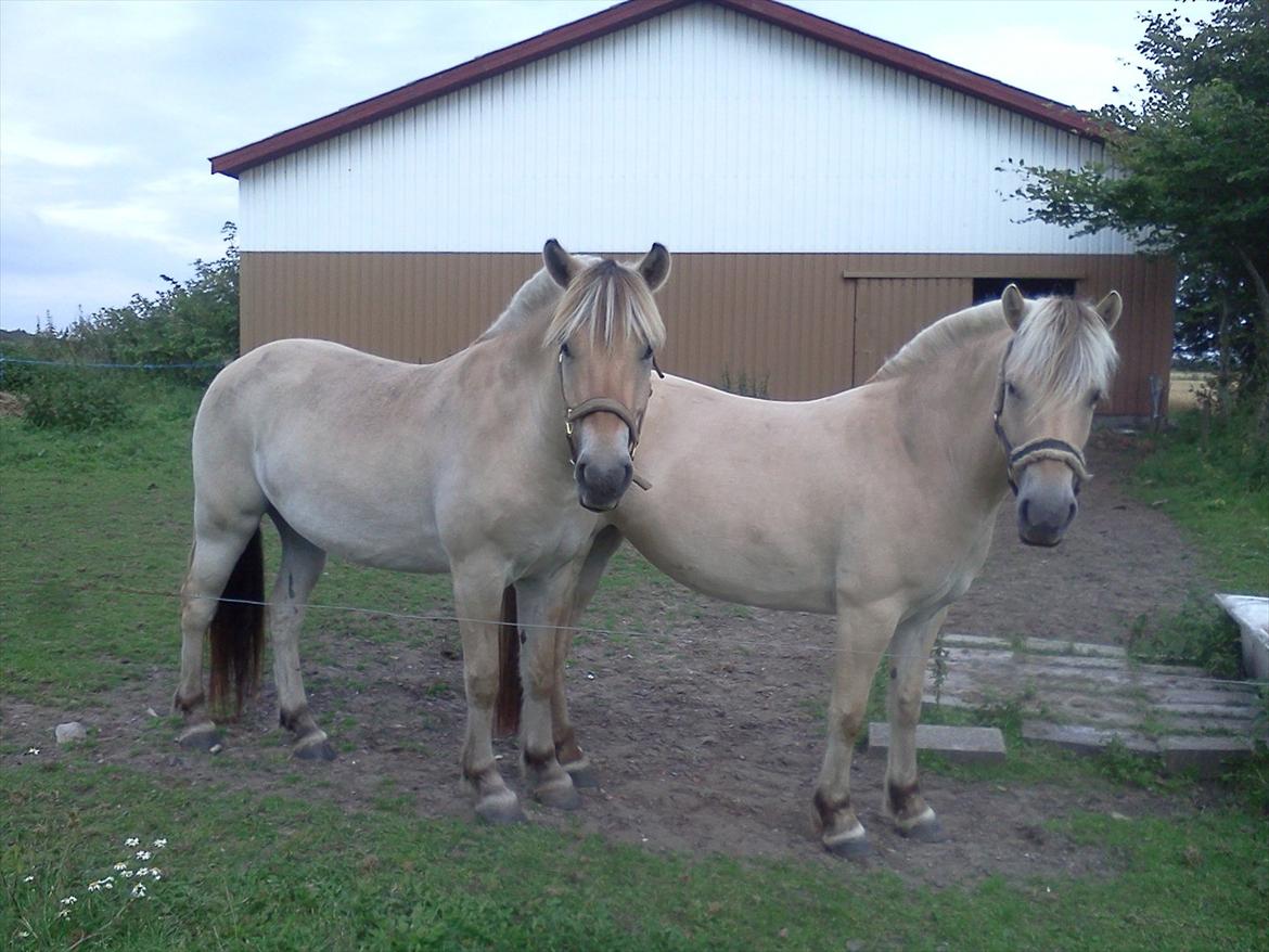 Fjordhest Macur (R.I.P 02-07-2014) - Macur & Frederikke :) billede 18