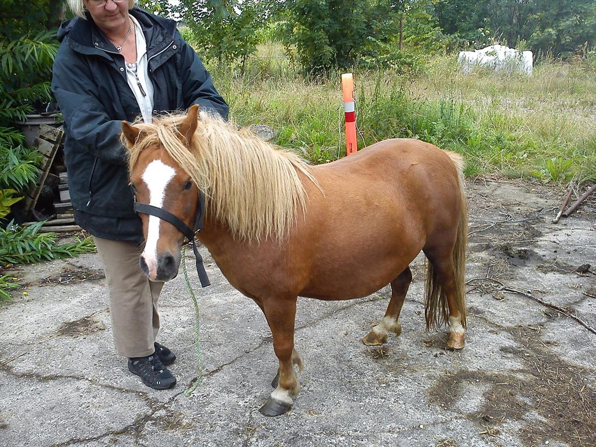 Shetlænder Fie billede 3