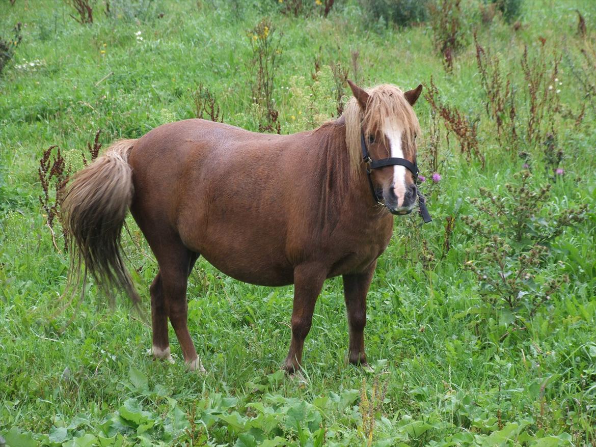 Shetlænder Fie billede 5