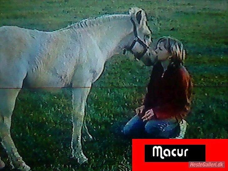 Fjordhest Macur (R.I.P 02-07-2014) - Min lille Macur som føl :) billede 7