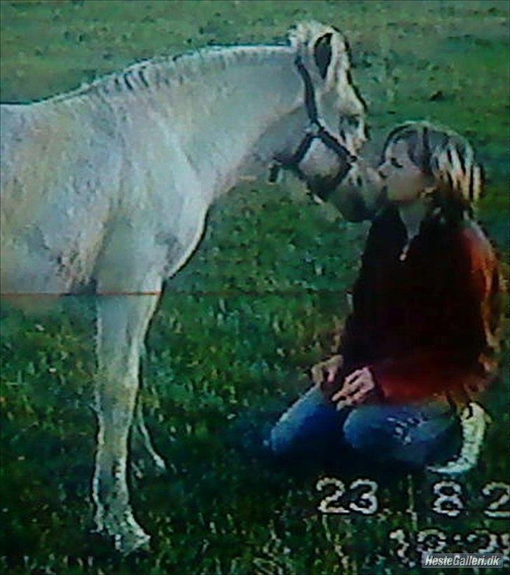 Fjordhest Macur (R.I.P 02-07-2014) - Macur som føl :) Han giver lige et lille kys :D Sådan kunne vi sidde længe :) billede 6
