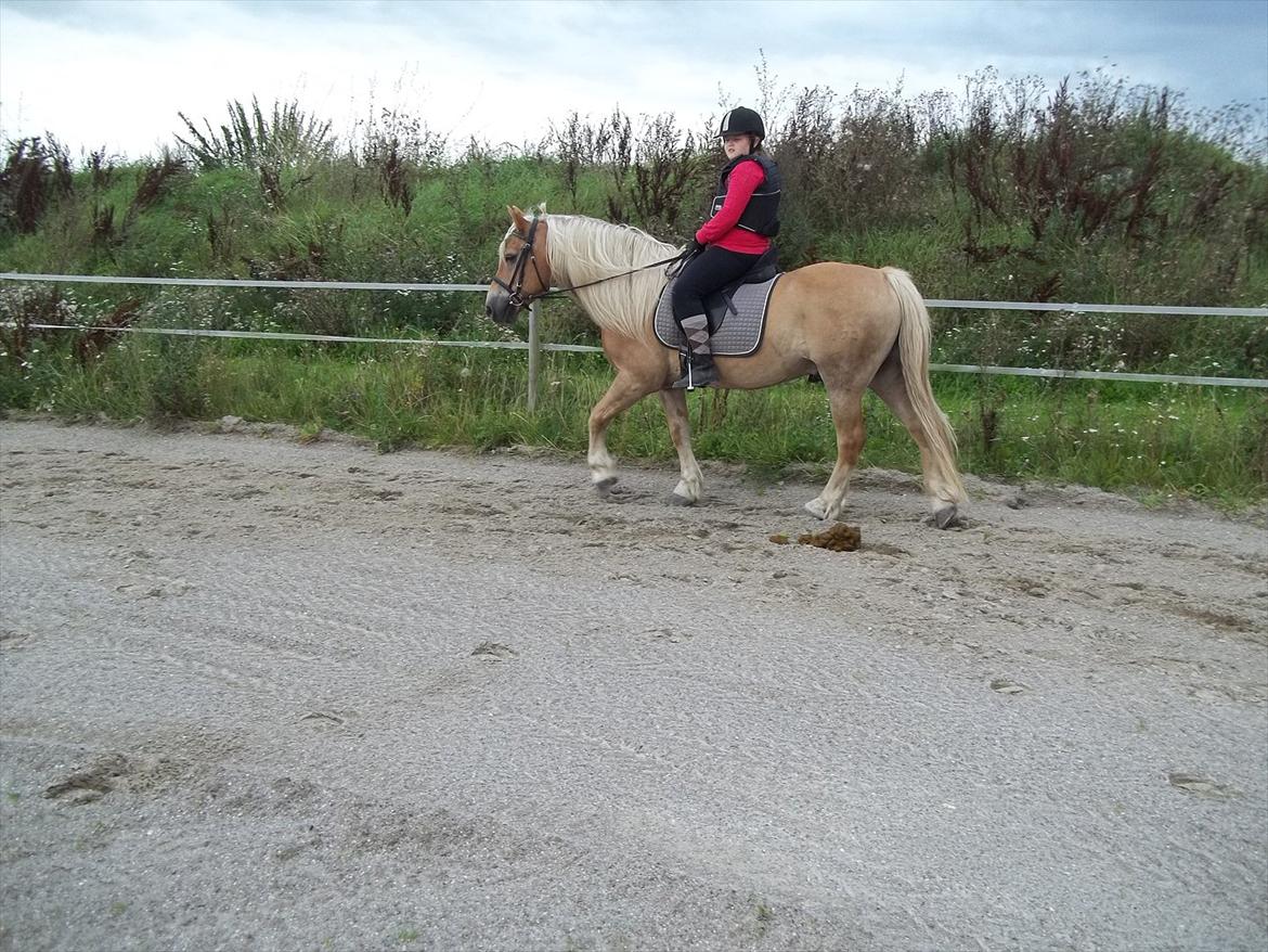 Haflinger Straus billede 17