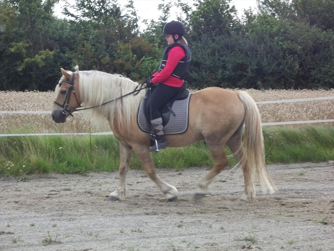 Haflinger Straus billede 18