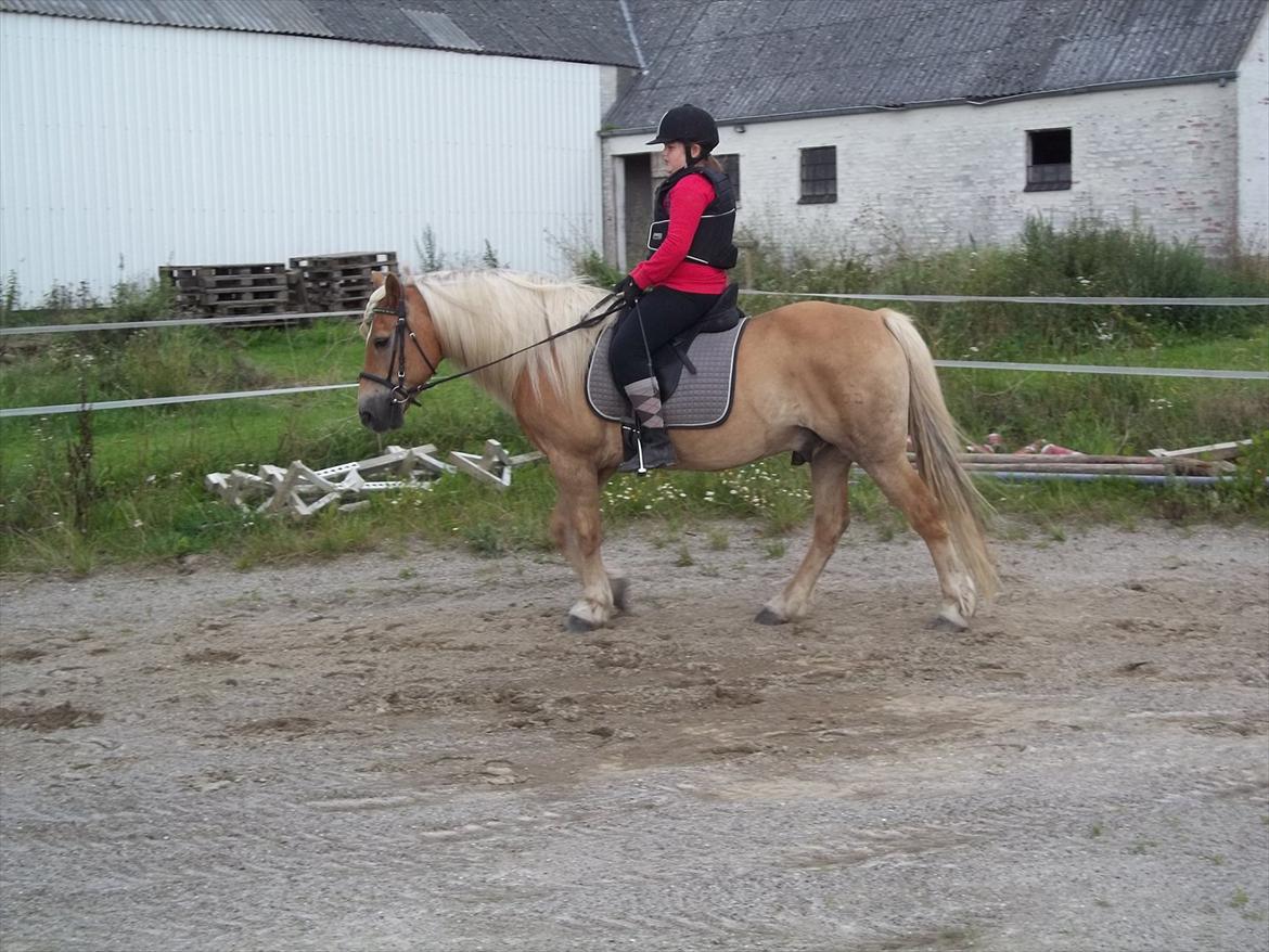 Haflinger Straus billede 19