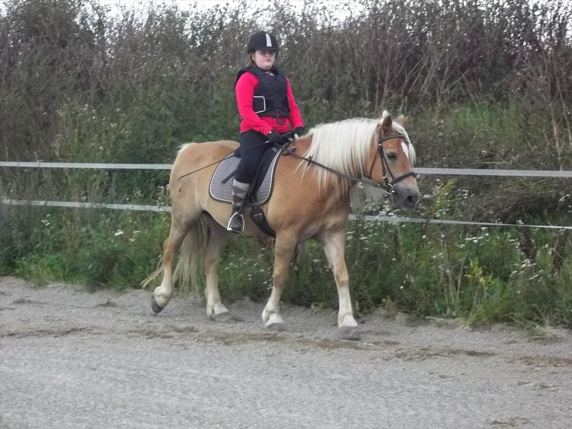 Haflinger Straus billede 20