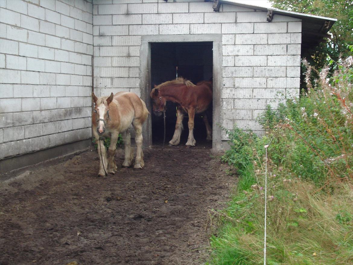 Jyde Laura af veerst billede 9