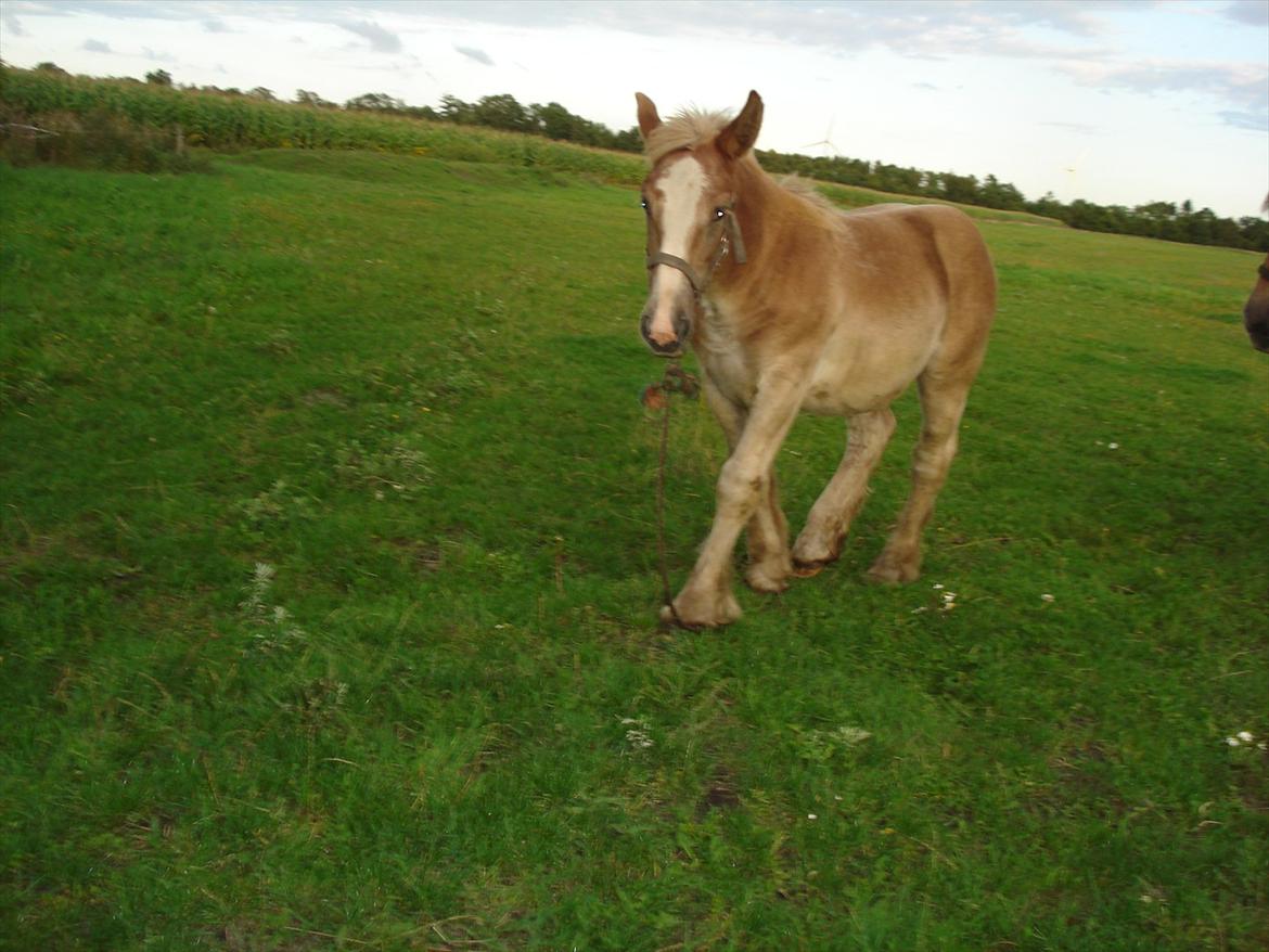 Jyde Laura af veerst billede 10