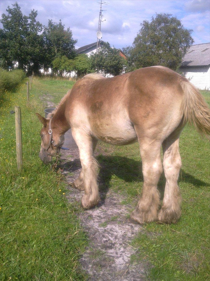 Jyde Laura af veerst billede 12