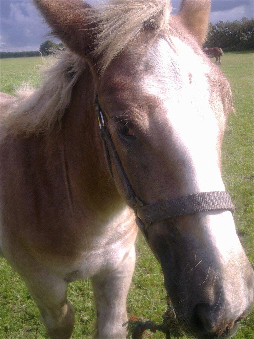 Jyde Laura af veerst billede 14