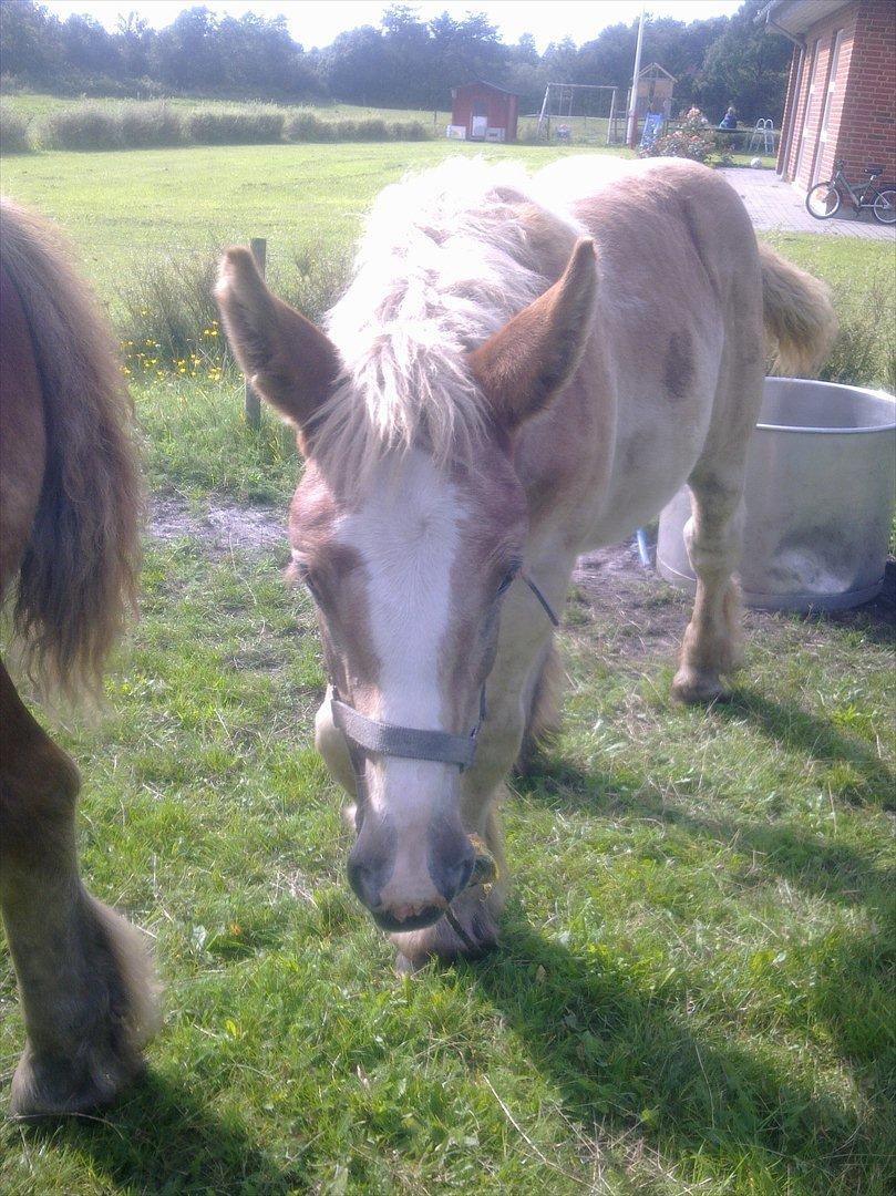 Jyde Laura af veerst billede 15