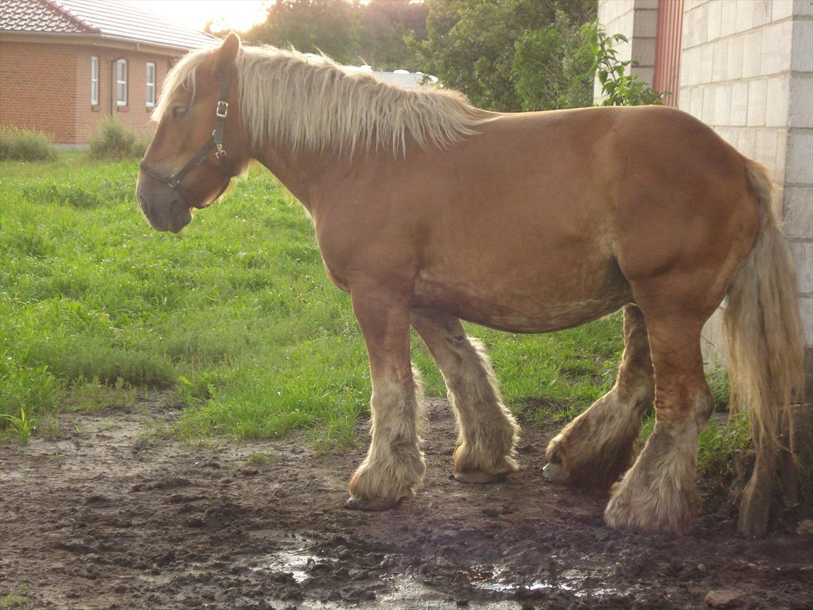 Jyde Kira Af Aggersgård RIP - det klør altså billede 16