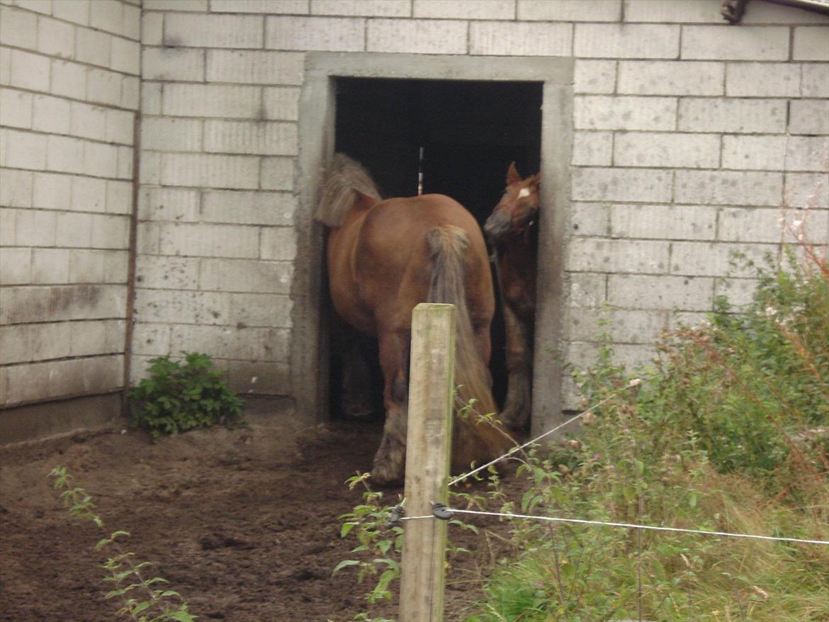 Jyde Dawn Af Aggersgård RIP billede 17